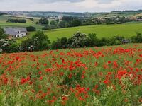 Roter Mohn